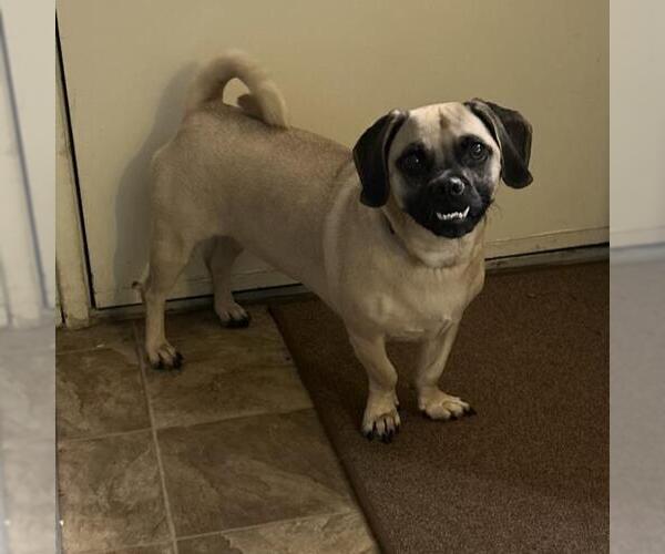 Medium Photo #3 Puggle Puppy For Sale in San Diego, CA, USA