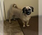 Small #2 Puggle