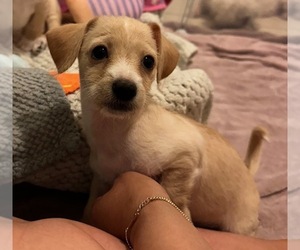 Chihuahua-Maltipoo Mix Dog for Adoption in HUNTINGTON BEACH, California USA