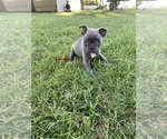 Small #9 Faux Frenchbo Bulldog
