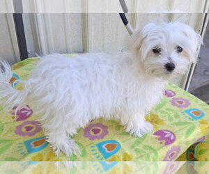 Maltese Dogs for adoption in Mountain View, MO, USA