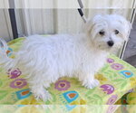 Cloud - Male Maltese Dog for Adoption - Small photo