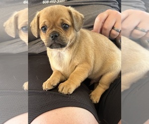 Carlin Pinscher Puppy for sale in COBB, WI, USA