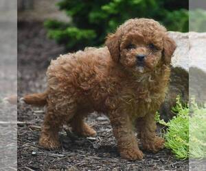 Goldendoodle (Miniature) Puppy for sale in CHRISTIANA, PA, USA