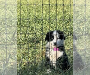 Australian Shepherd Puppy for sale in WHITAKERS, NC, USA