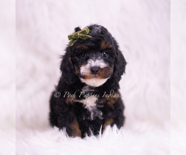 Medium Photo #1 Poodle (Miniature) Puppy For Sale in WARSAW, IN, USA