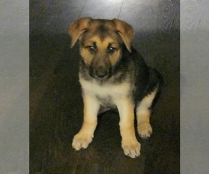 German Shepherd Dog Puppy for sale in EAST STROUDSBURG, PA, USA