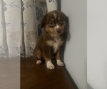 Small #9 Miniature Australian Shepherd