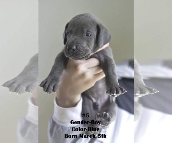 Medium Photo #7 Great Dane Puppy For Sale in FIELDING, UT, USA