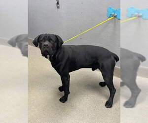 Mutt Dogs for adoption in Las Vegas, NV, USA