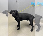 ROKY - Male Mutt Dog for Adoption - Small photo