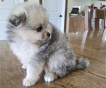 Small #4 Pomeranian