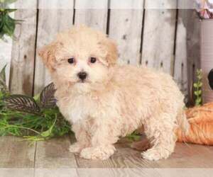 Poochon Puppy for sale in MOUNT VERNON, OH, USA