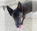 Small German Shepherd Dog
