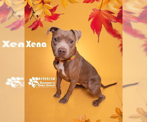 XENA - Female Mutt Dog for Adoption - Photo #3