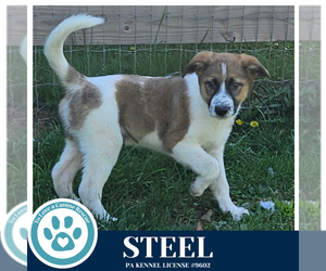 Mutt Dogs for adoption in Kimberton, PA, USA