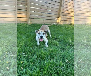 Luria - Female Mutt Dog for Adoption - Photo #8