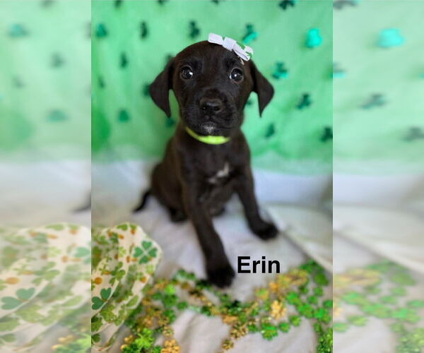 Medium Photo #1 Golden Labrador Puppy For Sale in Aurora, IN, USA