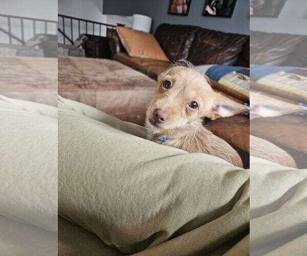 Medium Photo #3 Chihuahua-Unknown Mix Puppy For Sale in Plainfield, IL, USA