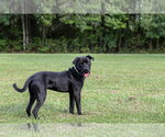 Small #5 Mutt