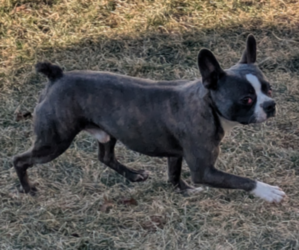 Father of the Boston Terrier puppies born on 06/29/2025