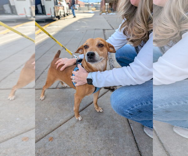 Medium Photo #1 Labrador Retriever-Unknown Mix Puppy For Sale in Aurora, CO, USA
