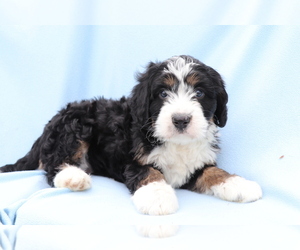 Miniature Bernedoodle Puppy for sale in SHILOH, OH, USA