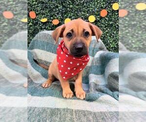 Labrador Retriever-Unknown Mix Dogs for adoption in Corpus Christi, TX, USA