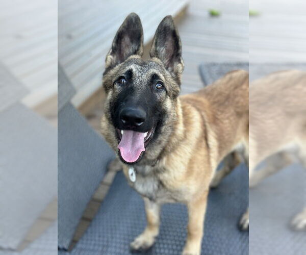 Medium Photo #7 German Shepherd Dog Puppy For Sale in West Sacramento, CA, USA