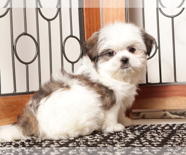 Medium Photo #7 Shih Tzu Puppy For Sale in NAPLES, FL, USA