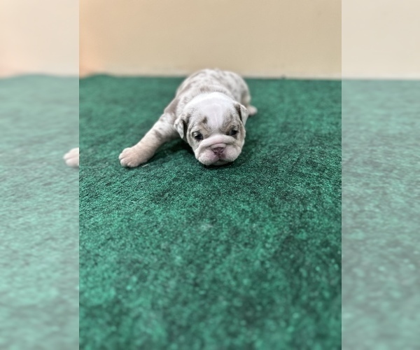 Medium Photo #2 English Bulldog Puppy For Sale in NASHVILLE, TN, USA