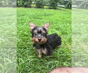 Yorkshire Terrier Puppy for sale in DURHAM, CT, USA