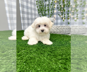 Maltese Puppy for sale in MARIETTA, GA, USA