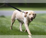 Small #3 Labrador Retriever
