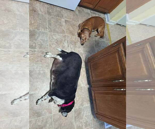 Medium Photo #3 Dachshund-Unknown Mix Puppy For Sale in Charlottesville, VA, USA