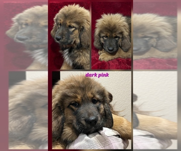 Medium Photo #6 Tibetan Mastiff Puppy For Sale in MONUMENT, CO, USA