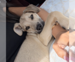 Small #8 Siberian Husky Mix