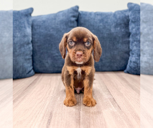 Beaglier Puppy for sale in MILLERSBURG, OH, USA