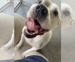 Small #1 American Bulldog