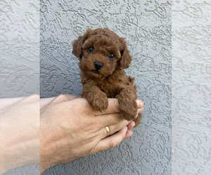 Dmytro - Male Maltipoo (Toy) Puppy for Sale