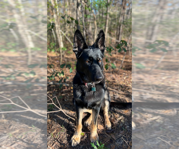Medium Photo #1 German Shepherd Dog Puppy For Sale in JOHNS ISLAND, SC, USA