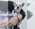 Small #2 Chihuahua