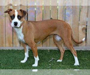 Boxer-Unknown Mix Dogs for adoption in West Valley, UT, USA
