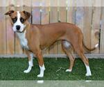 Small Boxer Mix