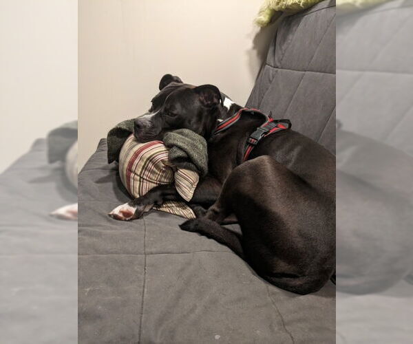 Medium Photo #2 Bulldog-Unknown Mix Puppy For Sale in COLUMBIA, MD, USA