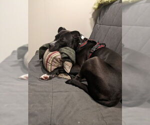 ATLAS (COURTESY POST) - Male Bulldog-Unknown Mix Dog for Adoption - Photo #2