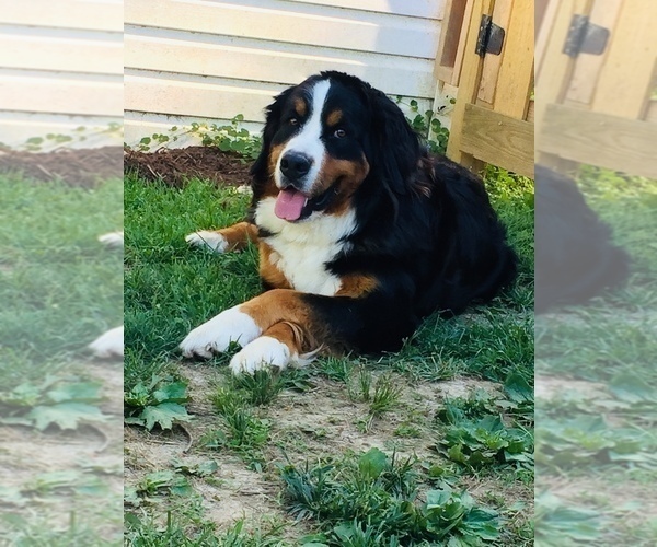 Medium Photo #1 Bernese Mountain Dog Puppy For Sale in BEDFORD, IN, USA