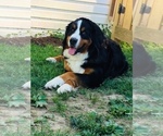 Small Photo #1 Bernese Mountain Dog Puppy For Sale in BEDFORD, IN, USA