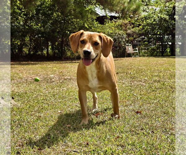 Medium Photo #1 American Foxhound-Unknown Mix Puppy For Sale in Texarkana, TX, USA