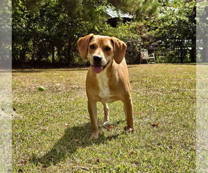 American Foxhound-Unknown Mix Dogs for adoption in Texarkana, TX, USA